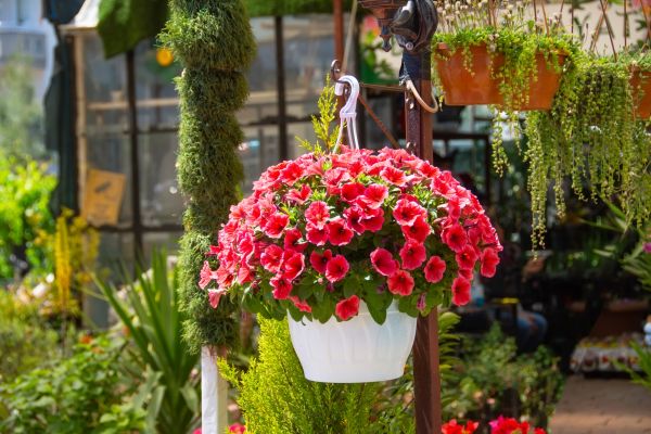 Hanging Planter Installation in Hayden