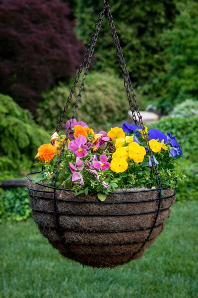 Hanging Basket Installation in Hayden