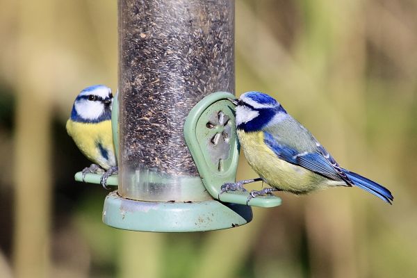 Bird Feeder Mounting Service in Hayden