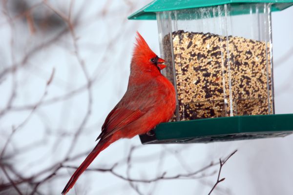 Bird Feeder Hanging in Hayden